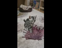 Gray kitten does play dead trick