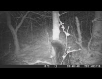 Beaver gnawed tree nighttime CCTV Camera fell