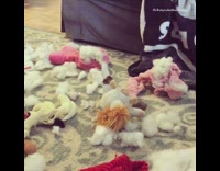 Brown Dog On Blue Couch Chews Up A Bunch of Toys