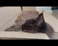 Grey cat sleep snore inside a box