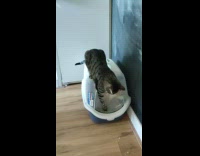 Cat trap another cat inside litter box