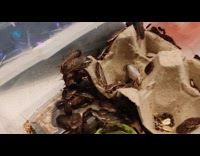 Cockroach carries food run away from others