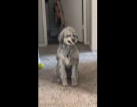 Woman using hey audio on scary faced dog 