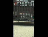 Truck transporting alligators on trailer at interstate