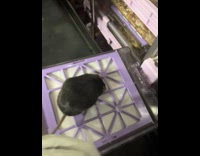 Person hold tail of fat black mouse