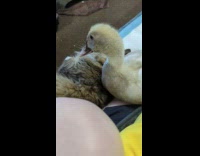 Pet cat and duck lie down and snuggle with its owner