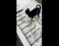 Puppy experience snow for the first time 