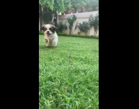 Brown white puppy dog runs into camera