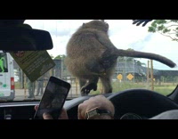 monkeys on top of car window scratching itself