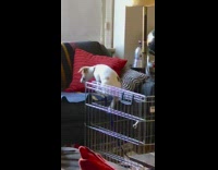 White brown dog caught escaping climb couch 
