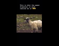 Girl compares paper towel dispenser to goat