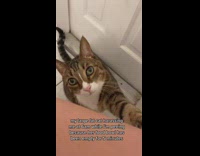 Cat walks to owner and scratches her leg in bathroom