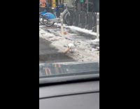 Seagull walks around with pizza on mouth