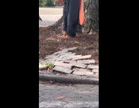 Woman walks with pet squirrel on leash