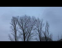 Collab DailyDoseOfInternet - Flock of birds flies sky dried tree 