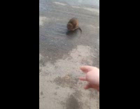 Guy approach and try to pet rat