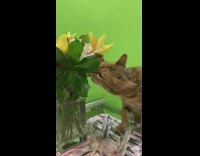 Two cats bite flowers vase green wall