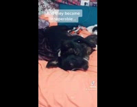 Cat and dog are inseparable 