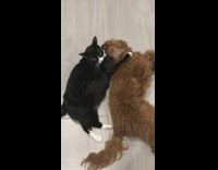 Collab Pets For All - Cat uses arm to keep dog down 