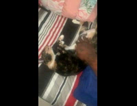 Collab PLC - Calico cat gets belly rub from owner
