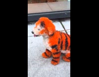 Collab Clips_MPUGC2 - Dogs fur dyed like tiger 