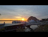 Seagull fights with octopus on the water