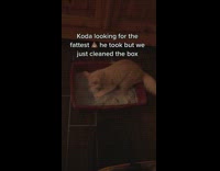 Collab BitchIG2 - Orange cat digging through sand litter in red box