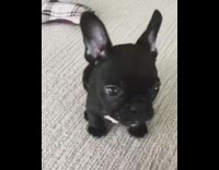 Black French Bulldog Puppy Stares at Camera On Carpet