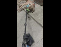 Dog walks at the street and lay on the cockroach 