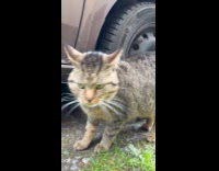 Cat meows at dog hiding under car
