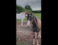 Girl turns off electric fence blocking in horses
