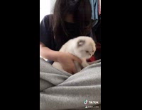 Collab PLC - Girl sitting down makes cat tiktok dance