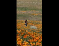 Girl tiktok dances orange poppy flower fields 