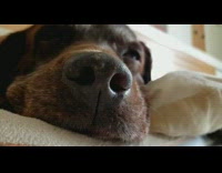 Brown Dog Has Loose Hair Stuck in Nose 