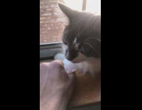 Grey and white cat licks ice cube 