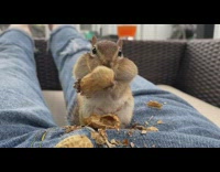 Chipmunk eats peanuts on lap girl backyard