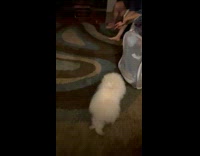 Confused Pomeranian on Shoes Hops on Floor