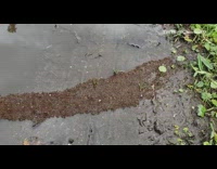 Brown ants create bridge over puddle water
