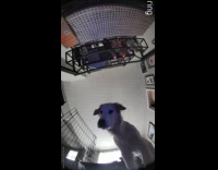 Dog staring down at ring camera 