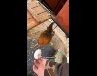 Woman shows egg to chicken