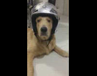 Golden retriever wears gray motorcycle helmet