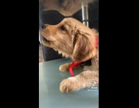 Brown dog in red collar barking voice filter biting pole 