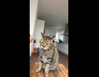 Grey brown cat gags blue flower tablecloth 