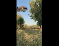 Antelope jumps on a log in slow motion