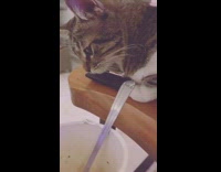 Cat knocks down cup noodles last second