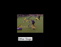 Collab Pets For All - Other dogs vs bojangles the dog