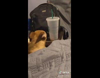 Brown dog bed stare whistle 