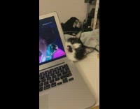 Black white cat behind laptop screen