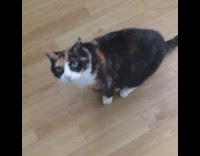 Cat falls over when girl says bang 