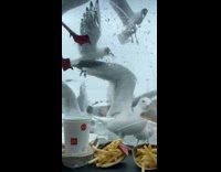 Seagulls swarm car with french fries on dashboard 